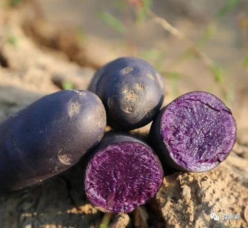 南涧的这个紫洋芋，爆好吃不说，有颜任性，一公斤最高能卖14块~~